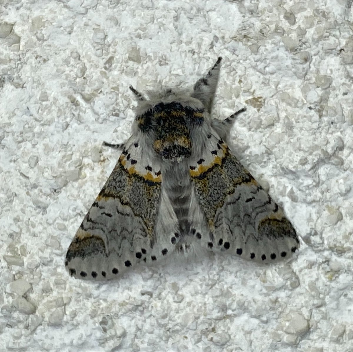 BrennanMartine's tweet photo. Sallow Kitten from Saturday night, Laois. A nice fresh one 🙂#teammoth https://t.co/qloI49lQIo