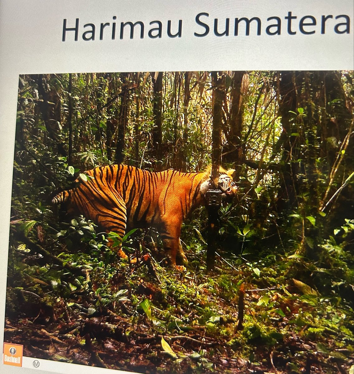 indiratendi's tweet photo. Pasang camera trap di Sumatera mesti siap kehilangan, antara hilang diambil orang atau rusak karena diemut meong 😞 https://t.co/8Y6w4nYVWQ
