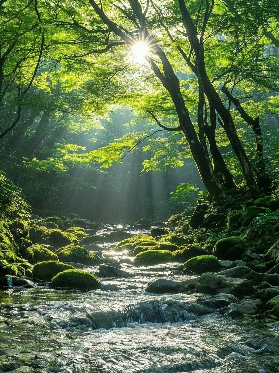 smile_u_u_sy's tweet photo. 涼を感じ 神秘的な光景 https://t.co/cqC05vwX6y