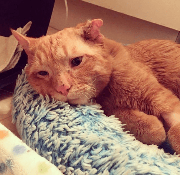sarathteja's tweet photo. Nothing beats cozy moments with my fur sidekick  Sending you all a little warm pet love today! https://t.co/rilauxmu3y
