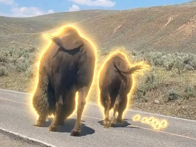 good_dev33's tweet photo. Guys this is actually INSANE just WATCH THE VIDEO it's going viral. So basically it's 2 Gentle Bisons guiding the little ducklings off the road. 
This is The Gentle Bisons,
 PAYING DEX AT 15K https://t.co/pzRXjhFA92