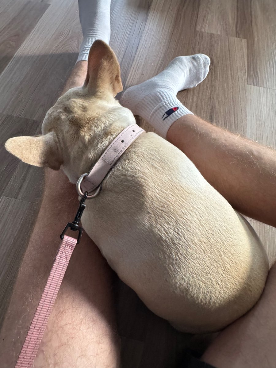 TranscendedBoy's tweet photo. Memories of my time as a vagabond, that dogs owner saved me from another night in the back of that Prius https://t.co/i4uUmzSqa6