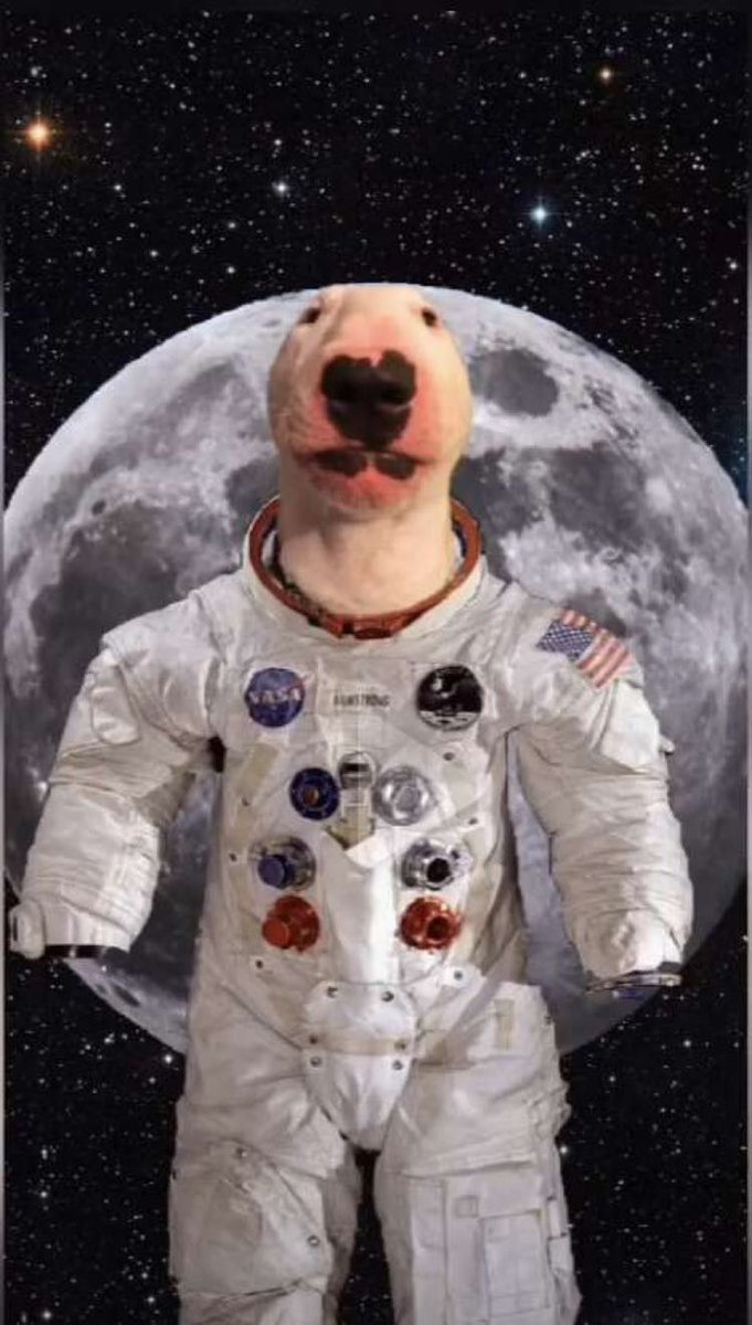 walterdogfun's tweet photo. MOOOOON? https://t.co/VGQiYz2C1I