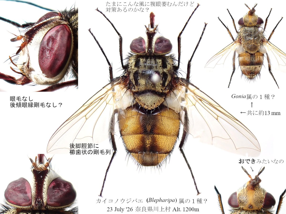 Insect_1206's tweet photo. 甲虫の軟化展脚疲れた…最近ことに根気ないし…ビョーキかも🫩オダイ狙いの副産物ヤドリバエ2種🪰知見は皆無に近いけど何処に行っても何かしら持ち帰れるのは有難い🥹早春から相手して貰ってるけど晩秋まで付き合ってくれるのだろうか？ https://t.co/wfleAEyoVO