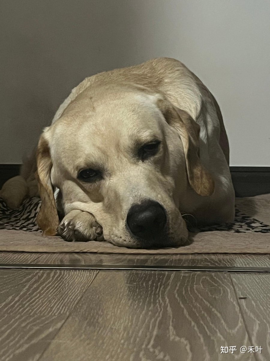 leslie68ui1's tweet photo. This pup makes every ordinary day feel like a warm adventure  Who’s your daily sidekick #PetLove， https://t.co/M0G22ZcqlM