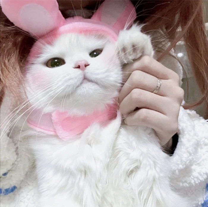 crazycat1616's tweet photo. Nothing beats a lazy afternoon cuddling with my fur baby. Best vibe ever!， https://t.co/7d7A0dBv2H