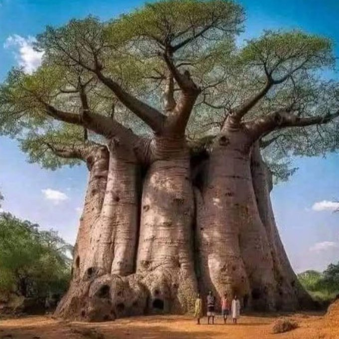 Rainmaker1973's tweet photo. The sheer size of this baobab tree https://t.co/kLn9R6xRHB