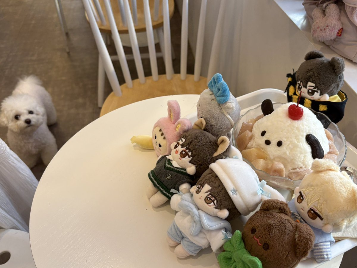 mungmong_som's tweet photo. 사실 이 사진에는 이런 비밀이 있어요 인형을 노리는 .. 맹수 https://t.co/e9Nor6gWYz