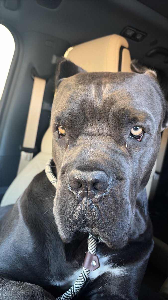 K_alm3mri's tweet photo. Apollo https://t.co/2PKqu4fHVX