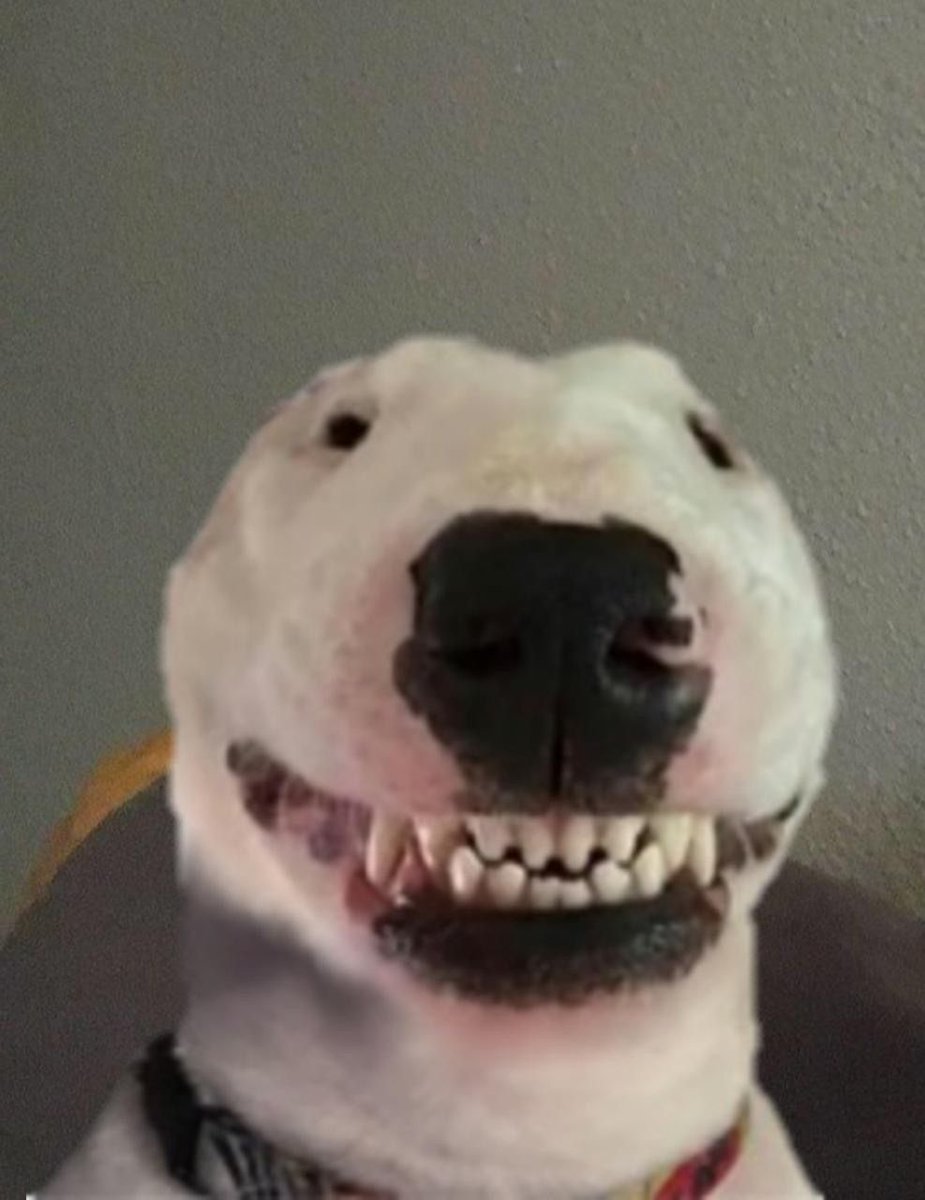 walterdogfun's tweet photo. WALTER NOW: https://t.co/q1WNahennE