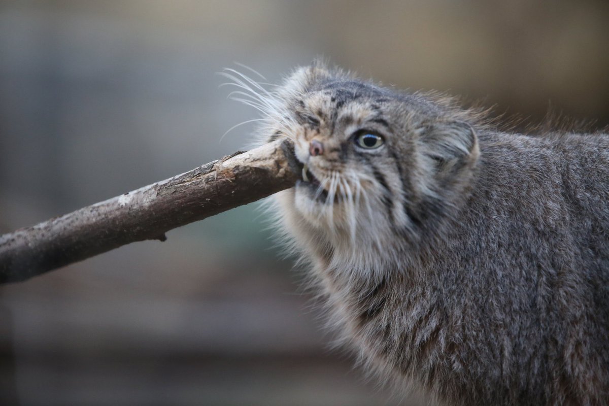 nemo_patiens's tweet photo. Manul morning. https://t.co/VwZowF74Ha