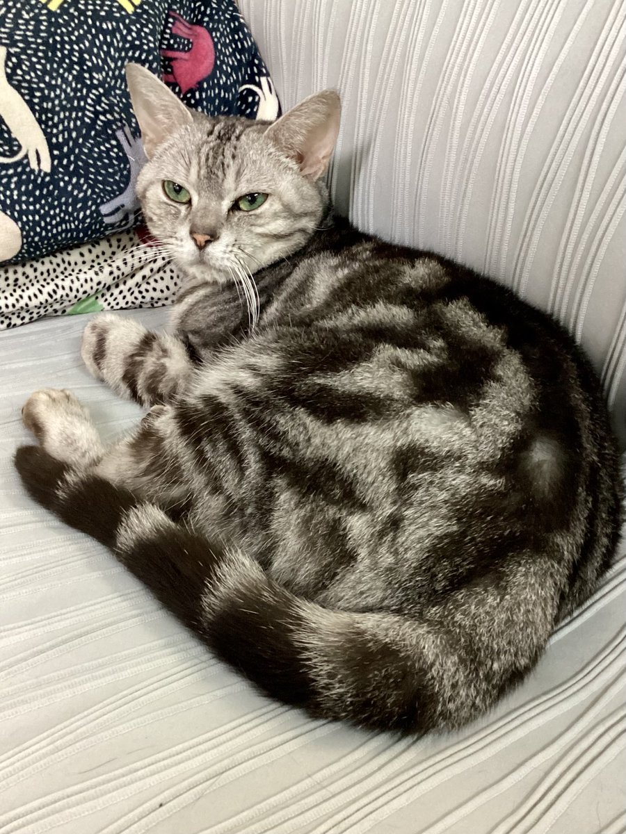 ChatonRouge_P's tweet photo. 8月3日の本日はシャルルさん11歳のお誕生日です。
現在も獣医さんへの通院や服薬が続いていますが、症状や血液検査の結果は小康状態を維持しています。このままずっと長生きして欲しいものです。 https://t.co/4NJ8HzOcN2