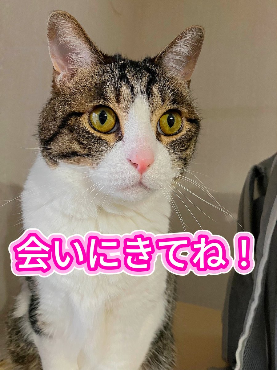 明日は時間も選びやすいのでゆっくり遊ぶチャンス‼️ 和猫かふぇさんの