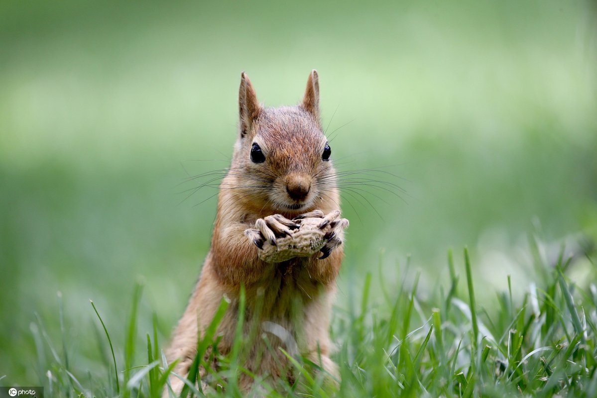 TrenaSloasokw's tweet photo. Just spent 10 minutes watching a squirrel steal a peanut—my work inbox can wait. ， https://t.co/K0mgFckHFE