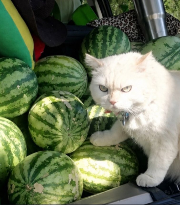 cilliano04's tweet photo. @blknoiz06 0x23ca2d6B79337B551A25E0bF6f9Dd92c9FD27391

The CAT who takes watermelon security very seriously " PEARL THE PROTECTOR " https://t.co/EjtHB5ILkT