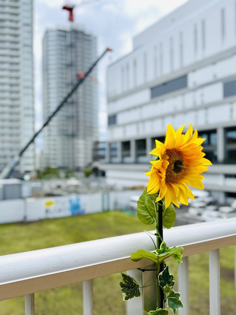 kanaphilradio's tweet photo. 【広報チームの景色】
こんにちは！毎日暑い日が続きますね🌻

打ち合わせなどで神奈川県各地を巡る広報チームが、各地の景色をお届けしていきます。

お楽しみに！ https://t.co/qsEZ5orF0E