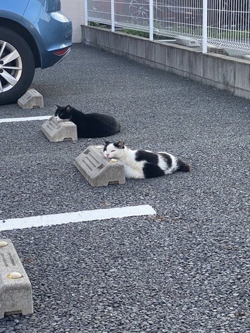 nyanz365's tweet photo. 近くのコンビニ行ったらいた猫 https://t.co/cnsQPtYJ1n