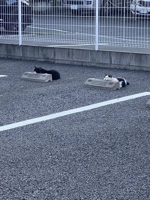 nyanz365's tweet photo. 近くのコンビニ行ったらいた猫 https://t.co/cnsQPtYJ1n