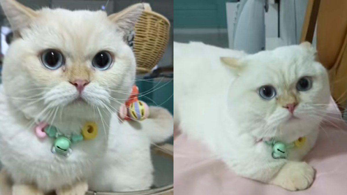 honypraw's tweet photo. เอ็นดูวเด็กอ้วมคนนี้จัง จิคิดถึงน้าทม่าย🐱 https://t.co/yOu1zNPU3q