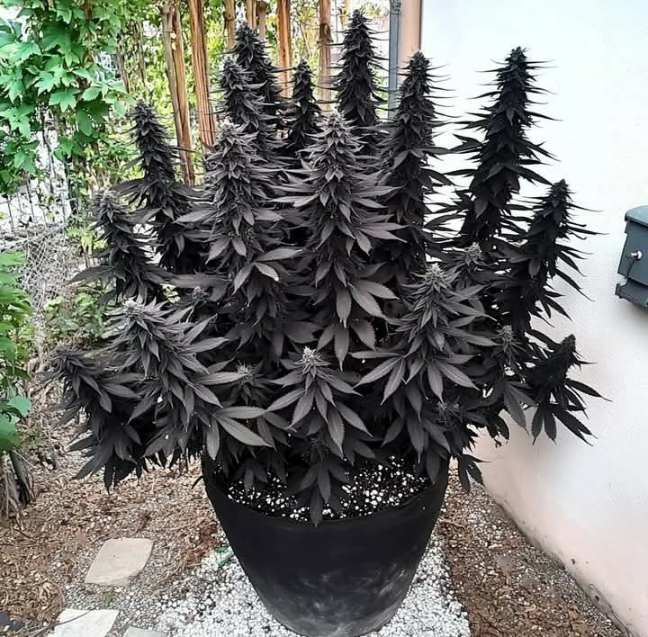 KushGardenf1d4's tweet photo. What would you name this strain 🤔 https://t.co/2CqgUtbPlH