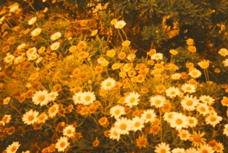 Heir0fcarc0sa's tweet photo. [𝙿𝚒𝚗𝚗𝚎𝚍]                 🌻                                                   𝙽𝚘. 𝙷𝚎 𝚒𝚜 𝚗𝚘𝚝 𝚟𝚒𝚌𝚒𝚘𝚞𝚜 𝚗𝚘𝚛 𝚒𝚜        𝚑𝚎 𝚒𝚗 𝚝𝚑𝚎 𝚕𝚎𝚊𝚜𝚝 𝚍𝚎𝚖𝚎𝚗𝚝𝚎𝚍. 𝙷𝚒𝚜 𝚖𝚒𝚗𝚍 𝚒𝚜 𝚊 𝚠𝚘𝚗𝚍𝚎𝚛𝚘𝚞𝚜 𝚌𝚑𝚊𝚖𝚋𝚎𝚛. ' https://t.co/8R473nWtzs