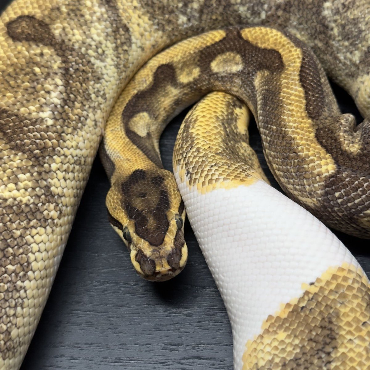 Dnasty0014Y3l's tweet photo. #SideBcollection
#YellowBenjamin
#BallPython
#ボールパイソン
#YB
0.1 Super Enchi Pied https://t.co/a8EoMnG8Qd