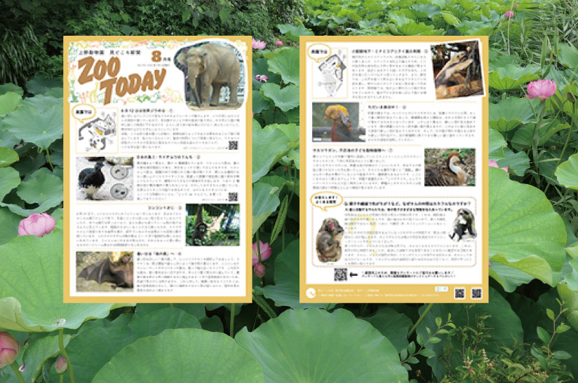 上野動物園見どころ新聞 ZOOTODAY 8月号 本日発行です！ ＼ 涼しい