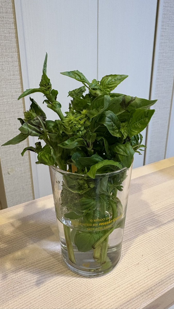 kozikodzilla's tweet photo. 道の駅で100円で売られて私にむしられたバジルよ、再生するのだ。1番元気に葉っぱを生やした子はお庭で鉢植えにしてやるからな！ https://t.co/CPvpg7xIsU