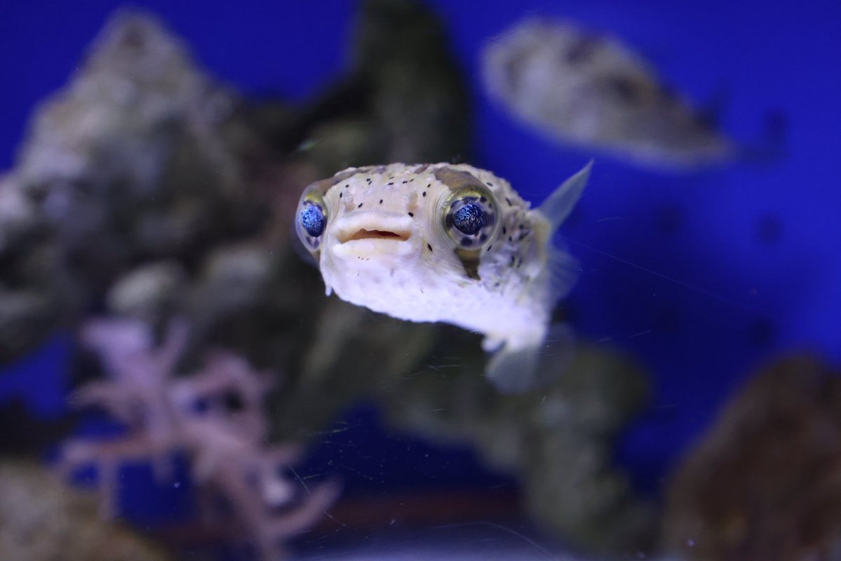 6vbhz's tweet photo. 何も考えてなさそう
#幼魚水族館 https://t.co/KKtvWX2LJe