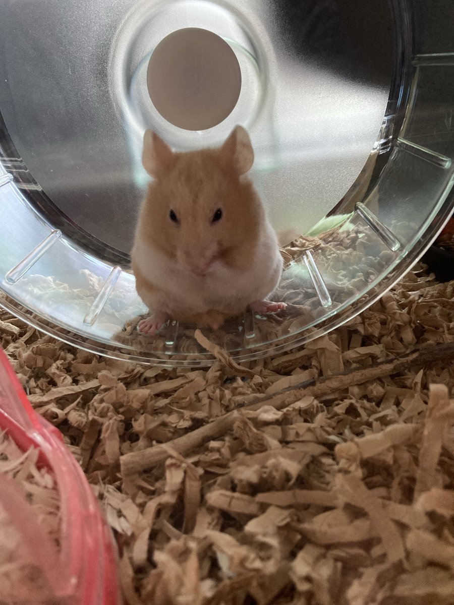 T_E0420's tweet photo. 帰りにペットショップに寄ったら出会ってしまった💦名前はルナ🐹女の子。
ペットショップでも元気にまわし車で走っていて、連れて帰ってきてもずーっとまわし車で走ってて😅お迎えしてまだ時間が経っていないのに前から我が家にいました。って感じです😅 https://t.co/wz6h7U8DRW
