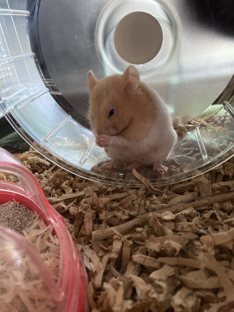 T_E0420's tweet photo. 帰りにペットショップに寄ったら出会ってしまった💦名前はルナ🐹女の子。
ペットショップでも元気にまわし車で走っていて、連れて帰ってきてもずーっとまわし車で走ってて😅お迎えしてまだ時間が経っていないのに前から我が家にいました。って感じです😅 https://t.co/wz6h7U8DRW