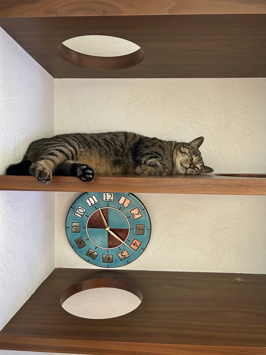 lion007's tweet photo. 暑さ寒さで
昼寝場所を変えるタマトモ。
最近のタマはここ。

昨日も一昨日も同じ場所なのに
毎回、上下すべての段を確認。

たまらなくかわいい……
野性のしぐさです。 https://t.co/V9z2jkgSV2