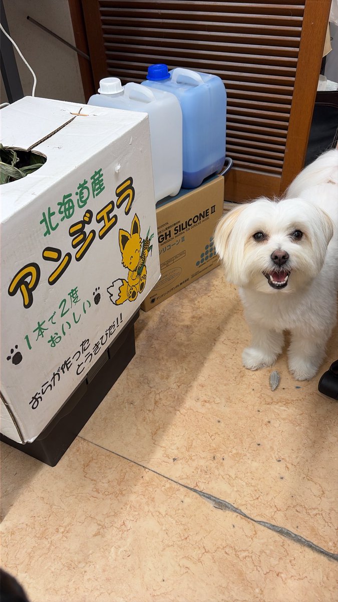 Yuuki_section's tweet photo. 不在かけてしまって投稿が遅くなりましたが届きました♪

@norio9000 いろいろありがとうございますーm(_ _)m https://t.co/3tf9aBQeJa