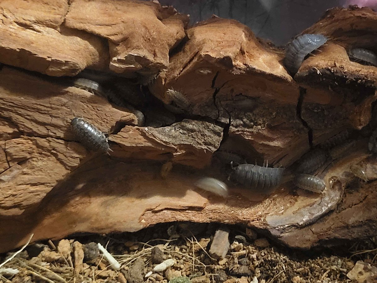 Gummy_Gals's tweet photo. @RelaxedSodaa Slides a picture of my isopods over the table https://t.co/DfkIEu68Ah