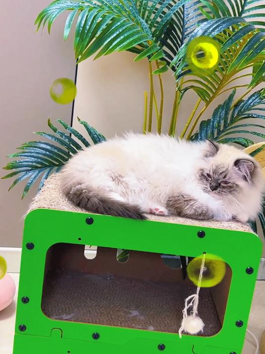 SuzanneT4530's tweet photo. This little furball who stole our hearts last month is already mastering zoomies and giving wet kiss kisses daily—pet growth feels like watching magic in slow motion ， https://t.co/OnlZZltbQZ