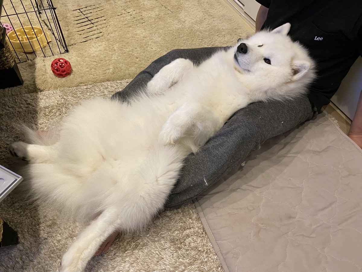 kohaku_Samoyed's tweet photo. 本人（犬）は小型犬だと思っています https://t.co/bWeUhbWa50