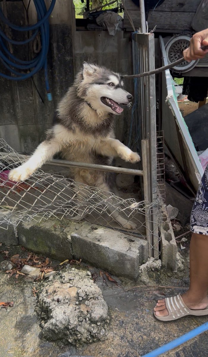 happydoggothai's tweet photo. ทิโมทีใช้ชีวิตอยู่ในกรงเเทบไม่ได้เดินออกไปไหนตั้งเเต่เป็นลูกหมาจนขาหลังของน้องผิดรูป

 การรักษาทิโมทีคงใช้เวลาอีกนานเเละไม่รู้ว่าขาของทิโมทีจะกลับมาเป็นปกติอีกได้ไหมเเต่ทิโมทีก็ยังยิ้มเเย้มเเละสดใสสุดๆเวลาที่เราพาออกมาเดินเล่น

 ชีวิตใหม่ของนายเริ่มตรงนี้นะทิโมที❤️🐺 https://t.co/9jMuw1V8lj