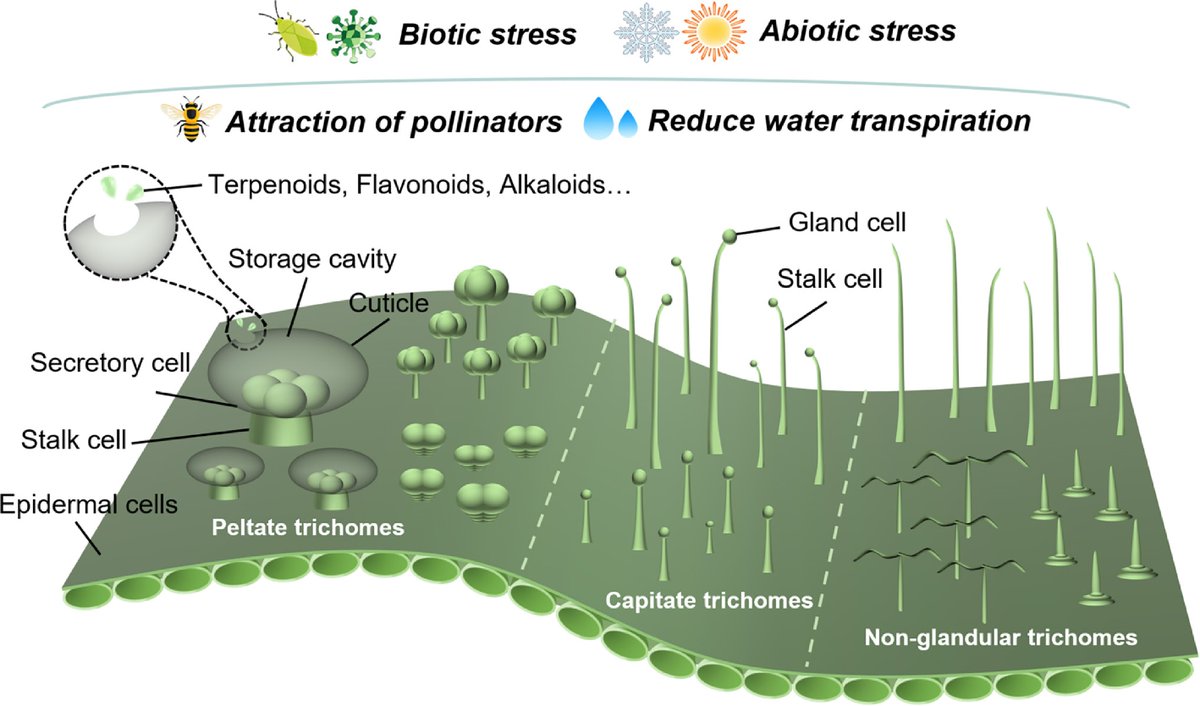 HortiPlant's tweet photo. #VegetableRes
MYB and bHLH transcription factors coordinate glandular trichome development and terpenoid biosynthesis in Artemisia, tomato, and other crops.
@MaximumAcademic @ThePlantCell #GlandularTrichomes #TerpenoidBiosynthesis
Details: https://t.co/AFI6BsAaeP https://t.co/KF2BCIdI6H