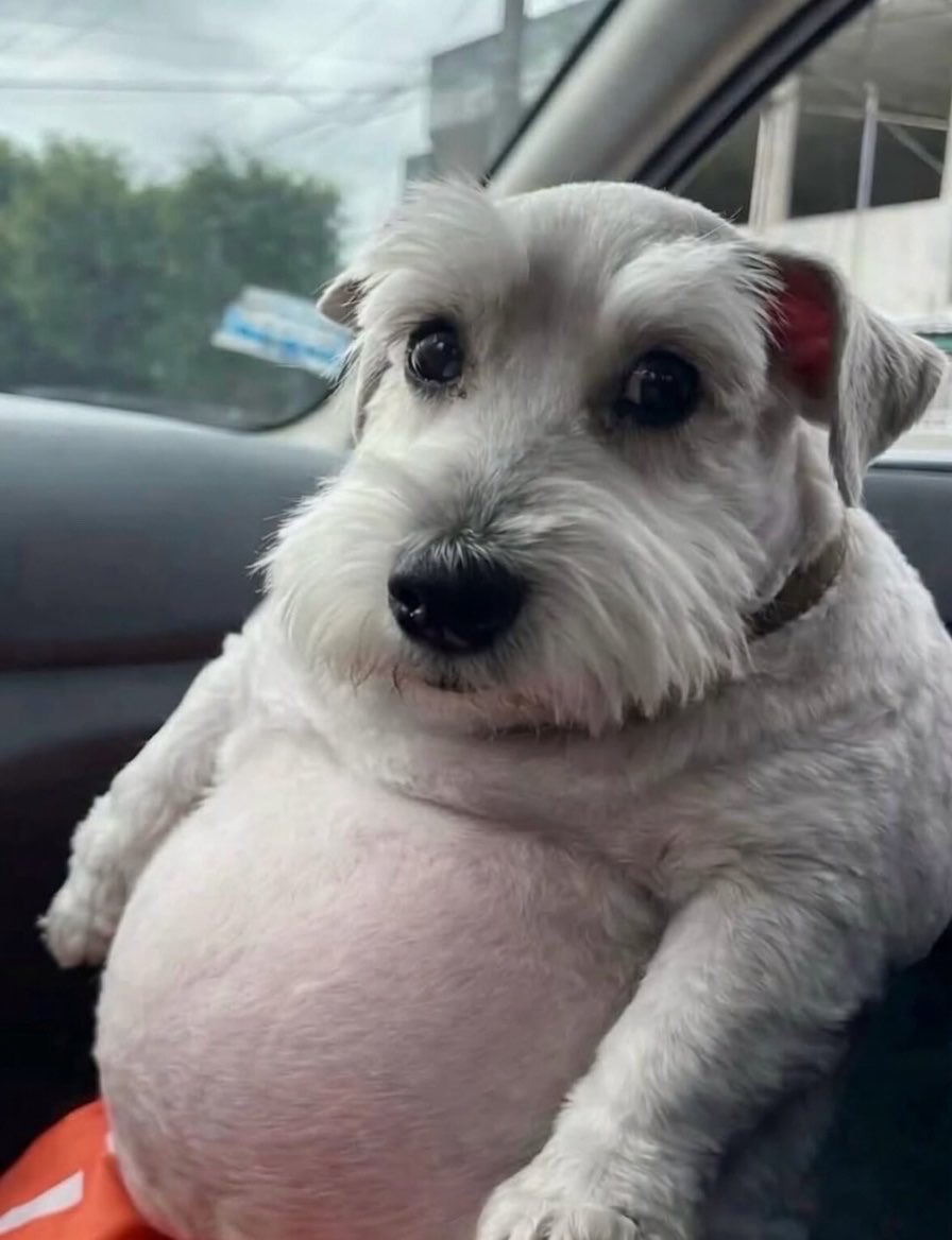 Puppieslover's tweet photo. When I'm genuinely so full I can barely breath but someone mentions dessert https://t.co/ks84dpy2jz