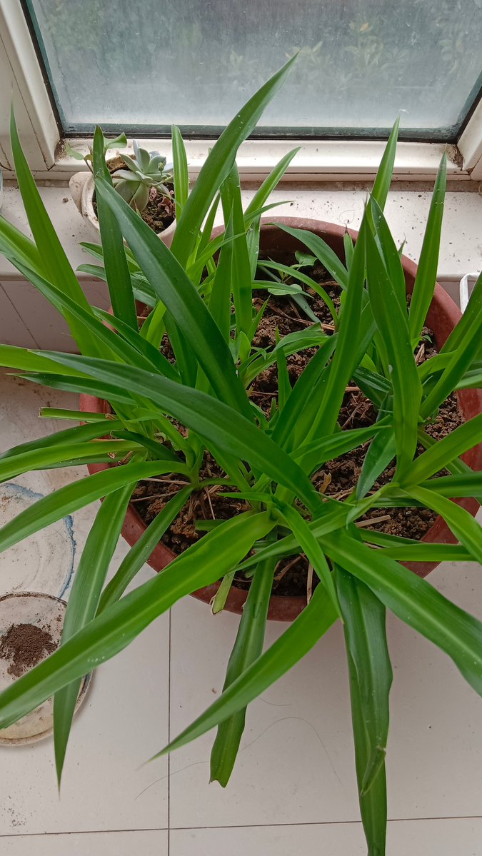 melody86yk2's tweet photo. Just spent 10 mins staring at the office plant, now it’s my official midday “recharge” 。 https://t.co/x3bzlMVswc
