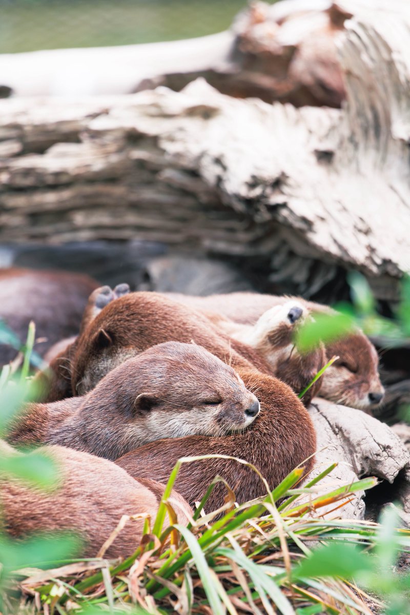 32hajiotter's tweet photo. #コツメカワウソ
#神戸どうぶつ王国
2026.5 https://t.co/jlqrj4ZQXK