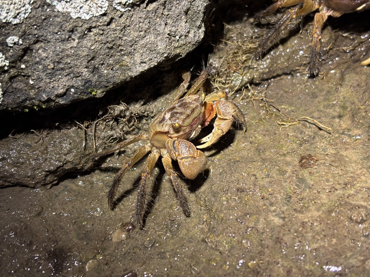 Jelly_8075's tweet photo. クロベンケイガニ🦀 https://t.co/izNbRjwZwM