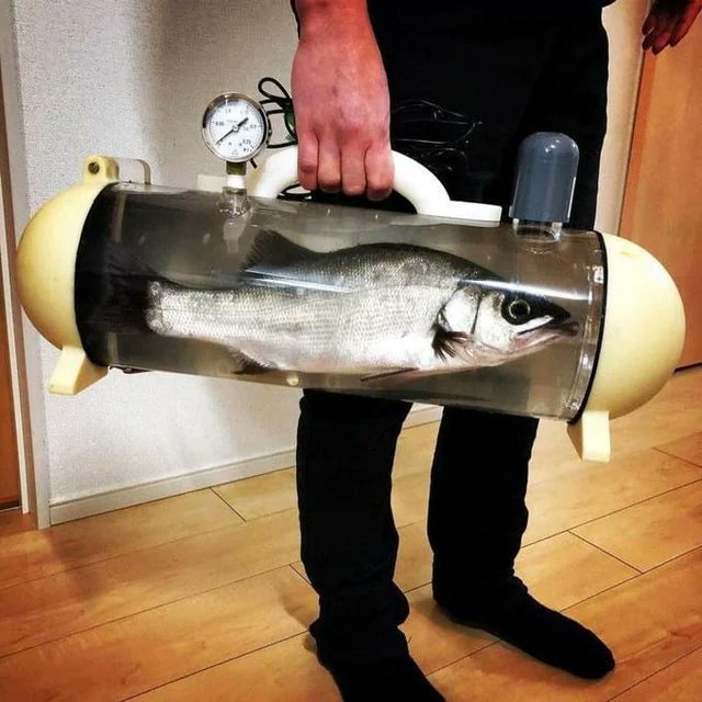 AMAZlNGNATURE's tweet photo. Japan's portable aquarium bag lets you carry live fish

Called the Katsugyo Bag, this portable aquarium was developed in Japan to transport live fish while keeping them alive with oxygen monitoring. It was designed for both pet fish and fresh seafood https://t.co/hHeYPoVkiR