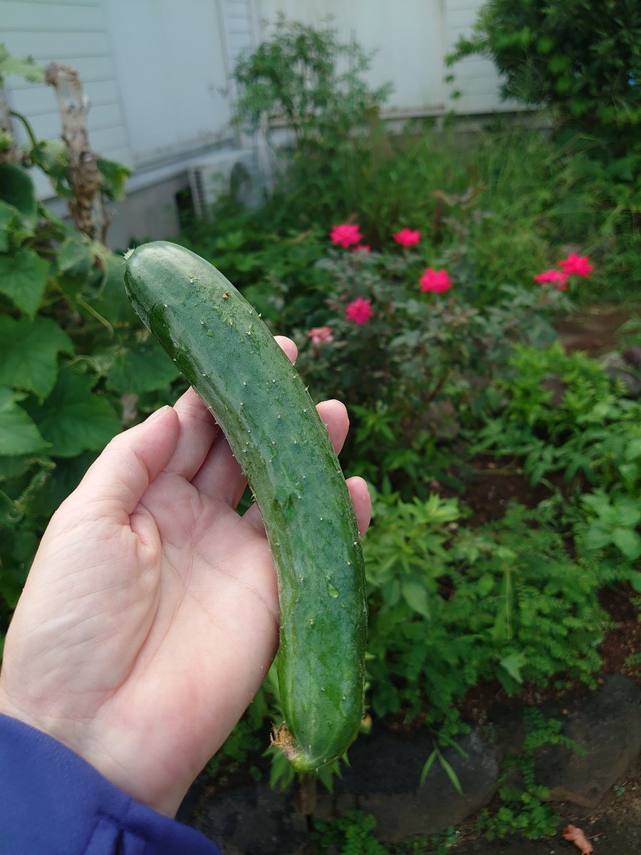 8island4's tweet photo. 叔母に水やりを頼まれた、お駄賃は庭に成った野菜🥒🍅🍆・花🌹です
普段お花飾ったことないけど、なんか優雅な暮らしだね🎵 https://t.co/p7DvgILFkf