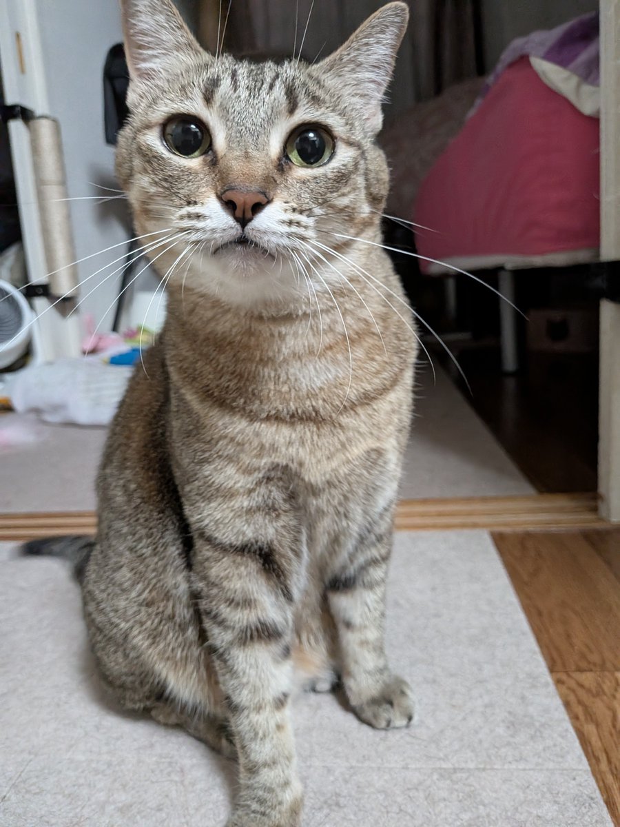 cenzankou's tweet photo. ふみ
とナッコ

#保護猫を家族に　#りんご猫　#キジトラ猫　#サビ猫はいいぞ https://t.co/AmHAXVH4TH