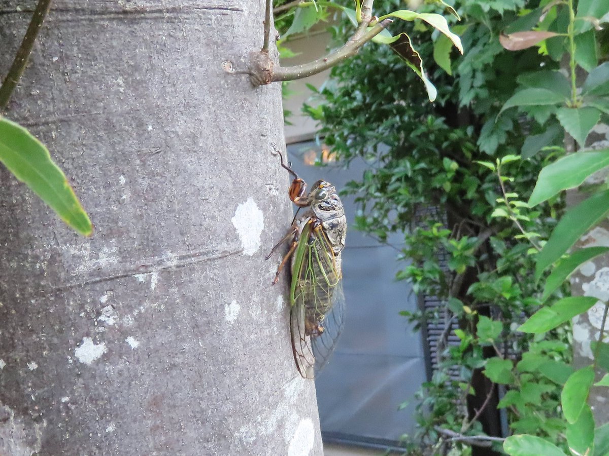 Walking801's tweet photo. 写真日記（8月3日）#川西市 #川西写真散歩
　クマゼミです。朝5時ころには賑やかに鳴いています。しかし、昼前には示し合わせたように鳴き止みます。不思議ですね。 https://t.co/9bJdciLjUb