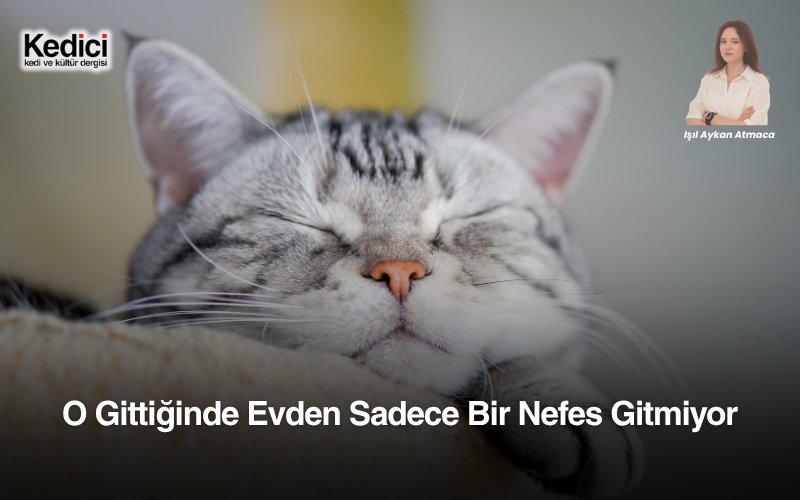 kedicidergisi's tweet photo. Yıllar boyunca evcil hayvanını kaybeden insanların yaşadığı derin acı çoğu zaman küçümsendi...

“Alt tarafı bir kediymiş…”

“Bir tane daha sahiplenirsin…”

“Bu kadar üzülmeye değer mi?”

Toplum uzun süre bu kaybı tam olarak anlayamadı. 

Çünkü insan-hayvan ilişkisi çoğu zaman yalnızca “bakım vermek” ya da “beslemek” üzerinden değerlendirildi. Oysa birçok insan için evdeki kedi ya da köpek bundan çok daha fazlasıydı.

Sabah ilk gördüğü canlıydı.

Sessiz gecelerde yanında uyuyan dosttu.

Depresyon anlarında hiçbir şey söylemeden yanında duran bir ruhtu.

Ailesiydi.

Bazen de hayata bağlayan son sebepti.

Ve artık bilim de bunu açık şekilde söylüyor:
Evcil hayvan kaybı, insan beyninde gerçek bir yas süreci oluşturuyor.

Son yıllarda yayımlanan psikoloji, nörobilim ve yas araştırmaları; bir kedinin ya da köpeğin kaybının insan zihninde ciddi bir duygusal travma yaratabildiğini gösteriyor

Işıl Aykan Atmaca
Keditör

Haberin devamına https://t.co/6GktZ8M2zU üzerinden ulaşabilirsiniz.

https://t.co/Zk5gVf5Uct