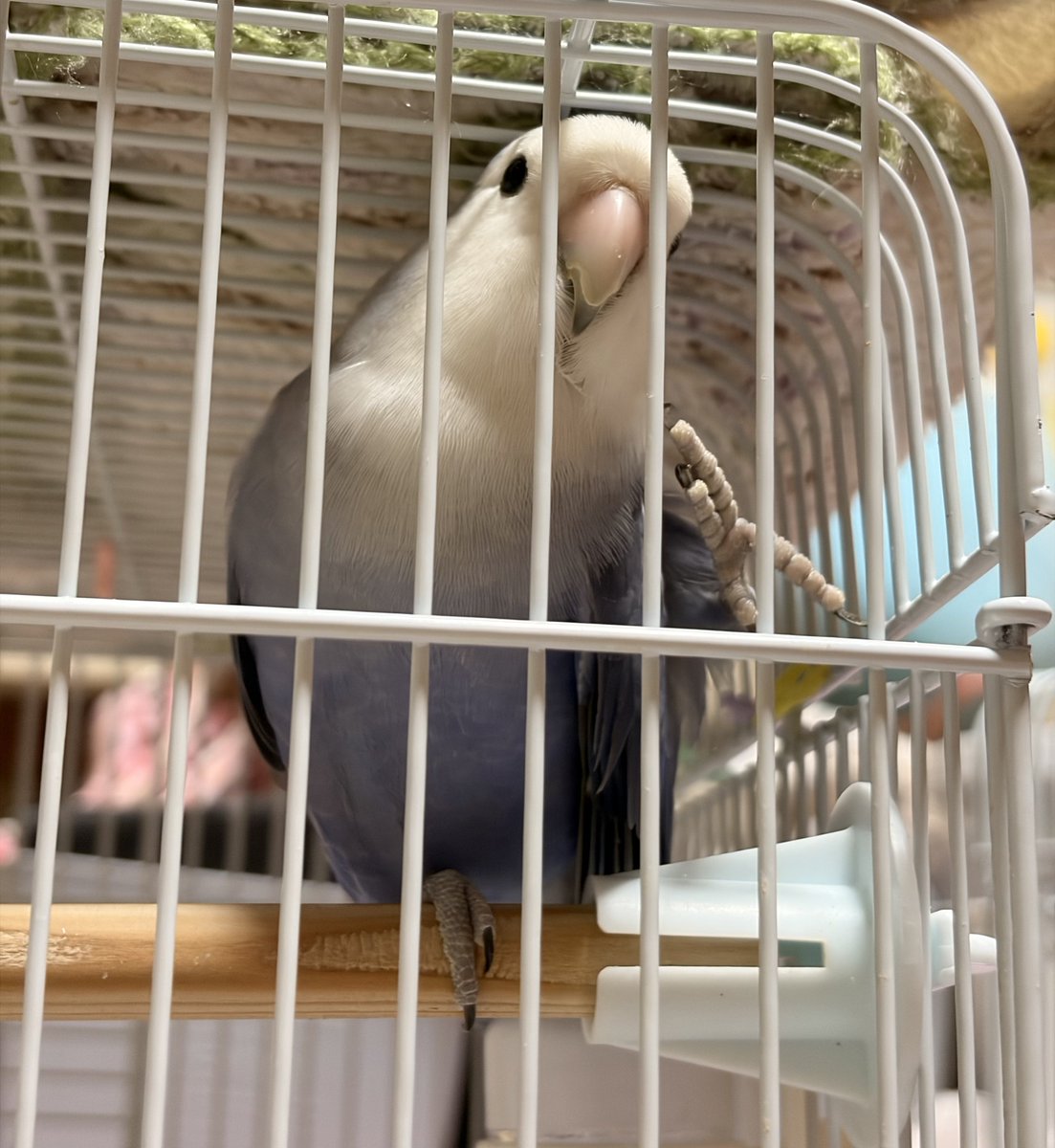 shilver2020's tweet photo. 好きすぎて滅ポーズ❣

 #コザクラインコ
 #インコ https://t.co/w7VN5j8cG5