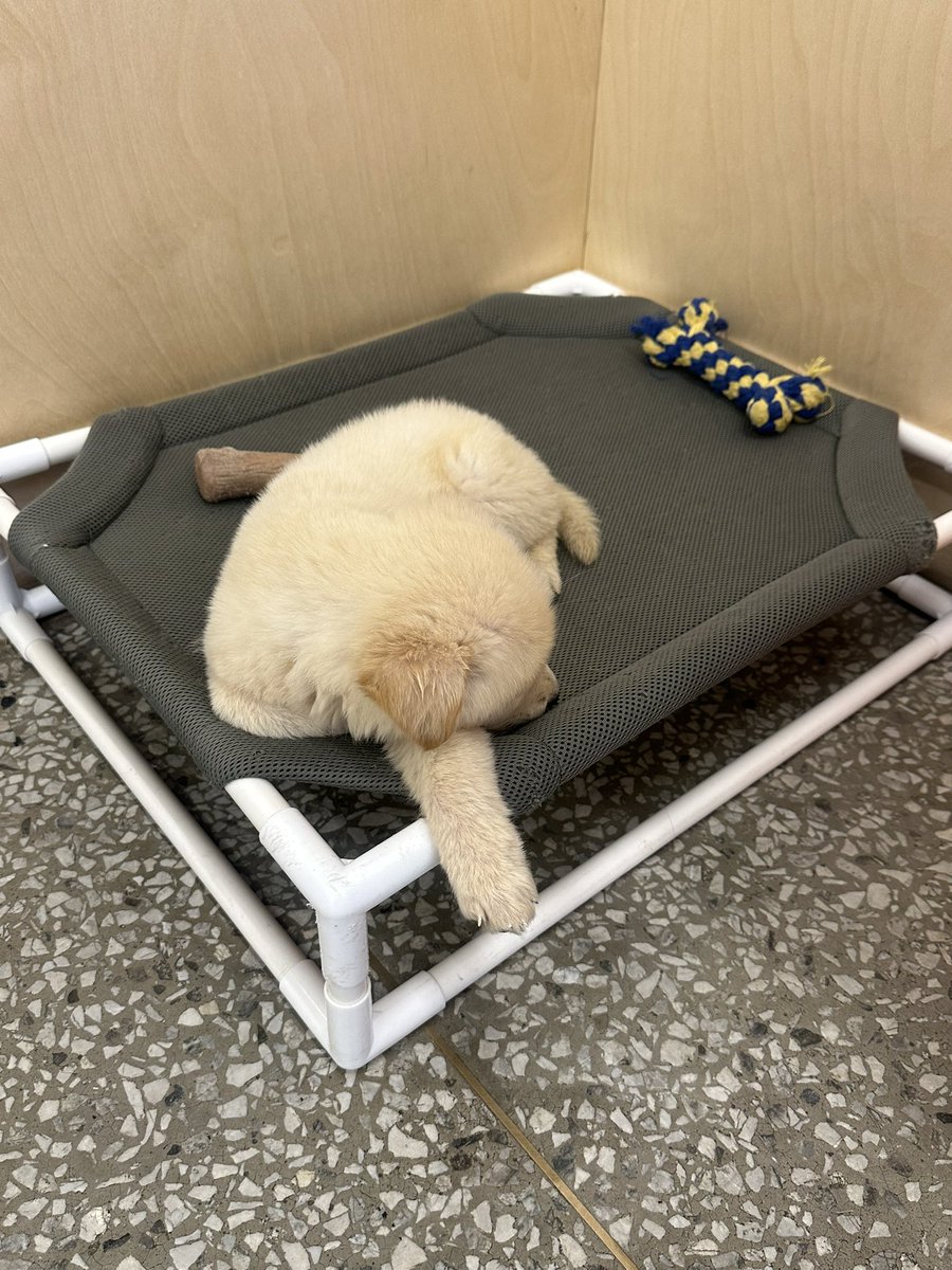 Sobongeee's tweet photo. 아기 가나디들 보러 다들 
경의선 숲길 가세요…

음료만 마셔도
유기견에게 후원도 되는 카페입니다🐶
강아지 기여움 당도 최고🥹

📍포인핸드 경의선숲길점 (대흥) https://t.co/BkW8TdK0M0