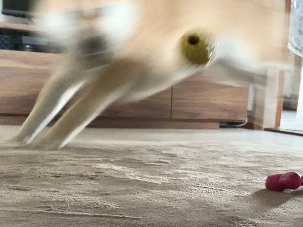 fufufufufu_ta's tweet photo. ボール遊びに真剣すぎる犬の残像 https://t.co/5XOShymEqz